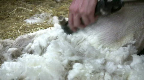 Sheep shearing Stock Footage 475629