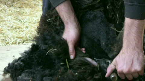 Sheep shearing Stock Footage 529390