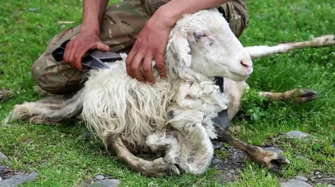 Sheep shearing Stock Footage 49860545