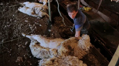 Sheep shearing Stock Footage 51447060