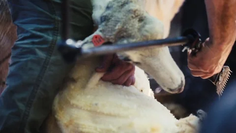 Sheep Shearing 動画素材 98219631