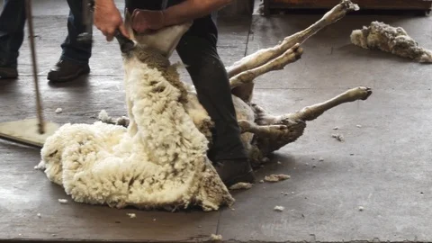 Sheep shearing Stock Footage 113772942