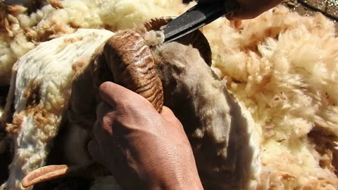Sheep shearing 스톡 동영상 162974636