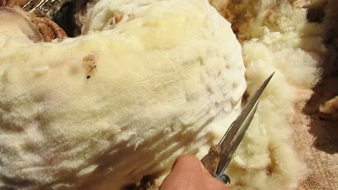 Sheep shearing Stock Footage 162974657