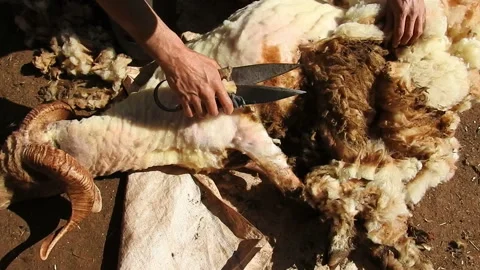 Sheep shearing Stock Footage 162974875