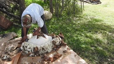 Sheep shearing Stock Footage 164573846