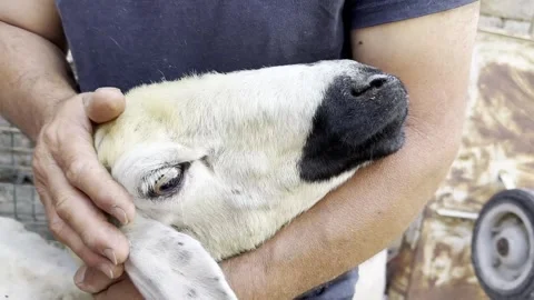 Sheep shearing Stock Footage 247625607