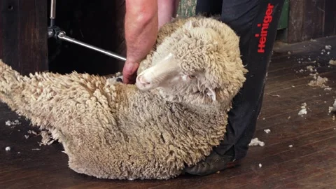 Sheep Shearing Stock Footage 321162597
