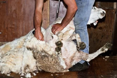 Sheep shearing Stock Photos
