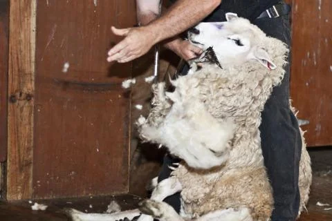 Sheep shearing Stock Photos