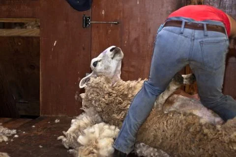 Sheep shearing Stock Photos