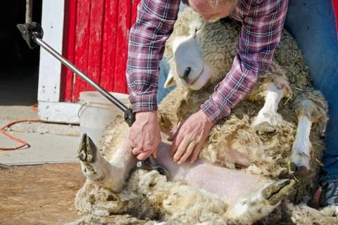 Sheep shearing Stock Photos