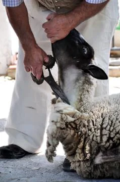 Sheep shearing Stock Photos