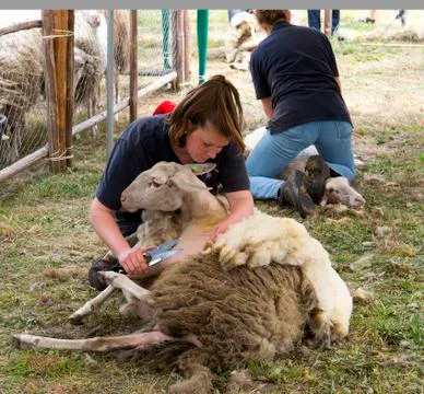Sheep shearing Stock Photos