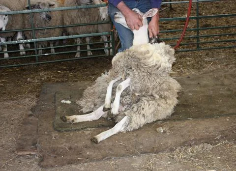 Sheep Shearing. Foto stock
