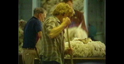 Sheep Shearing in Rustic Shed with Wool Bundles – Australia (1983) Stock Footage 310440737