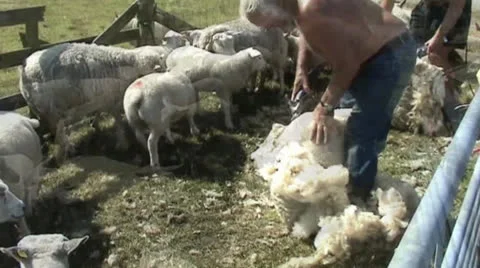 Sheep shearing in Texel (Netherlands) Video stock 24468320