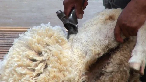 Sheep shearing - Traditional Stock Footage 71928255