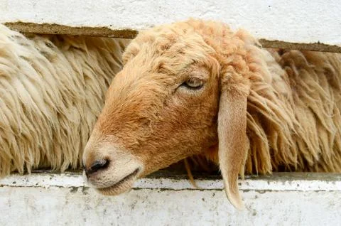 Sheep in a sheep farm. Stock Photos