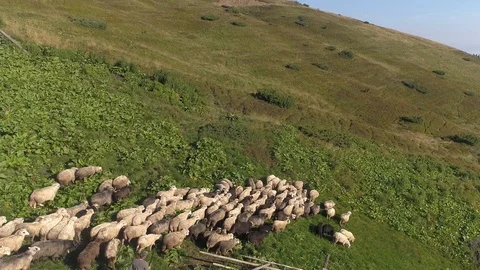 Sheep sheep goes to the mountains Stock Footage 97581091