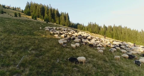 Sheep sheep on the mountain valley Stock Footage 87828142