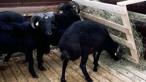 Sheep in the sheep pen on the farm 動画素材 204153678