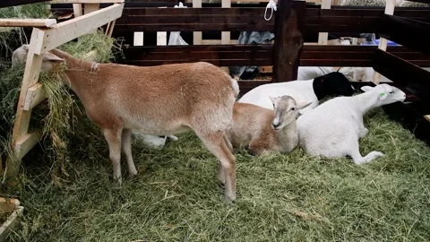 Sheep in the sheep pen on the farm Vídeo Stock 204153757