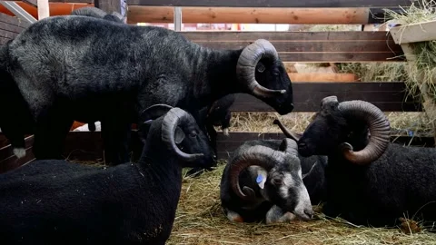 Sheep in the sheep pen on the farm Vidéo 204153763