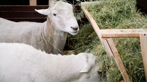 Sheep in the sheep pen on the farm Vídeo Stock 204153779