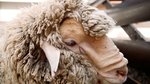 Sheep in the sheep pen on the farm Vidéo 204153807