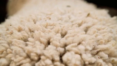 Sheep in the sheep pen on the farm Vidéo 204153813
