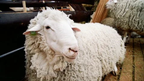 Sheep in the sheep pen on the farm 動画素材 204153847