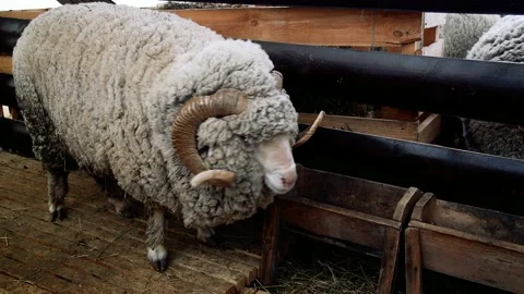 Sheep in the sheep pen on the farm Stockbeeldmateriaal 211163336