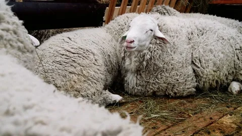 Sheep in the sheep pen on the farm Stockbeeldmateriaal 211163436