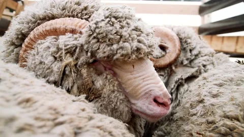 Sheep in the sheep pen on the farm 動画素材 211163734
