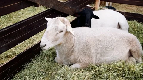 Sheep in the sheep pen on the farm Stock-Footage 211163974