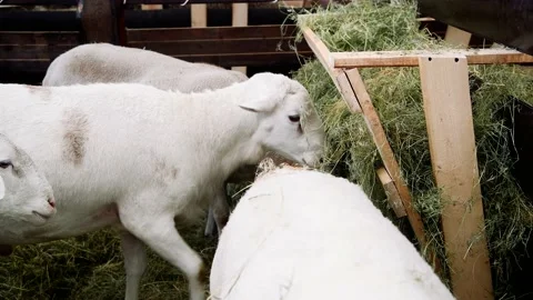 Sheep in the sheep pen on the farm 動画素材 220444414