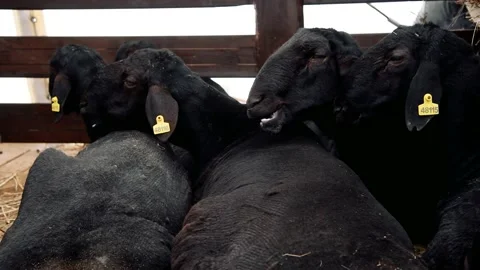Sheep in the sheep pen on the farm 動画素材 220444419