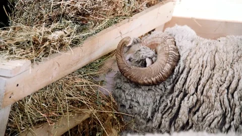 Sheep in the sheep pen on the farm Vídeo Stock 220444483