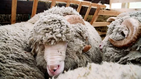 Sheep in the sheep pen on the farm Vídeos de archivo 220618559