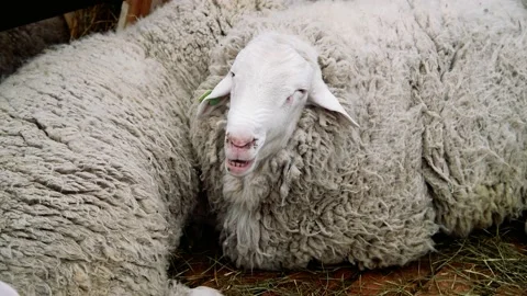 Sheep in the sheep pen on the farm Stock Footage 220618572