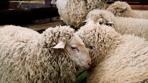 Sheep in the sheep pen on the farm Vídeo Stock 253666829