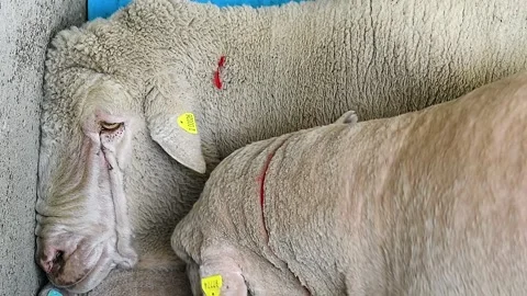 Sheep in the sheep pen on the farm Stock Footage 324855729
