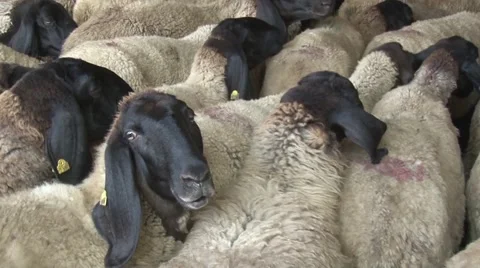 Sheep in the sheepcote Stock Footage 54363941