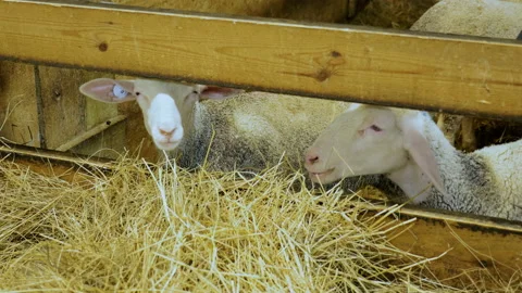 Sheep in Sheepfold Chewing Hay Stock Footage 87659654