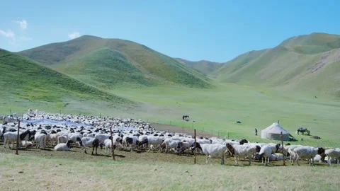 Sheep in the sheepfold Stock Footage 235106725