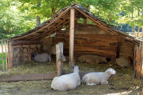 Sheep in a sheepfold Foto stock