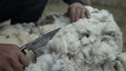 Sheep sheering Video stock 194164818