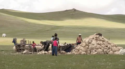 Sheep Sheering Time Stock Footage 8959723