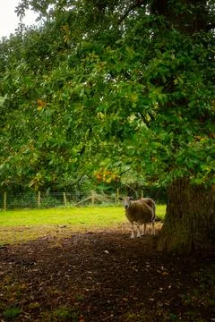 Sheep Sheltering beneath Oak Tree in Welsh Meadow Stock Photos